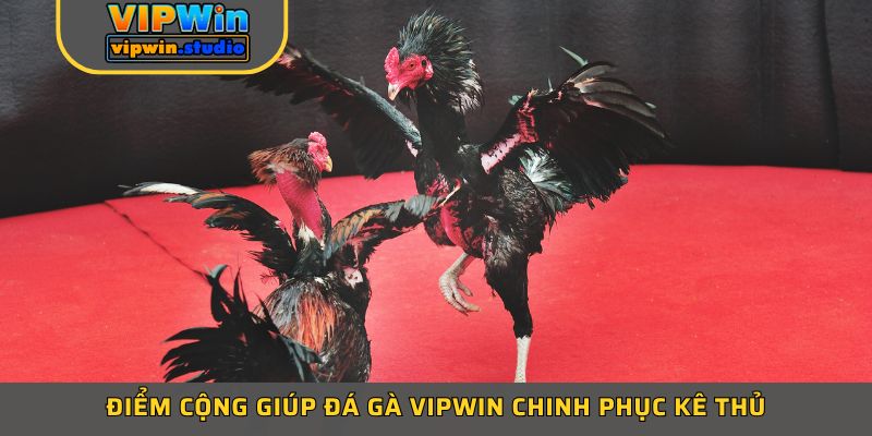 Điểm cộng giúp đá gà VIPWIN chinh phục kê thủ
