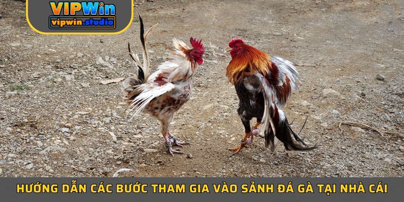 Hướng dẫn các bước tham gia vào sảnh đá gà tại nhà cái