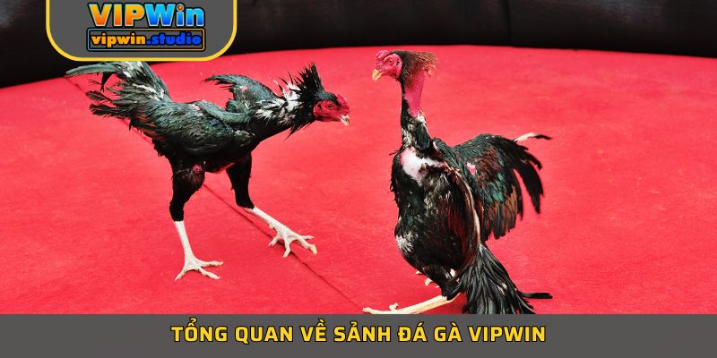 Tổng quan về sảnh đá gà VIPWIN